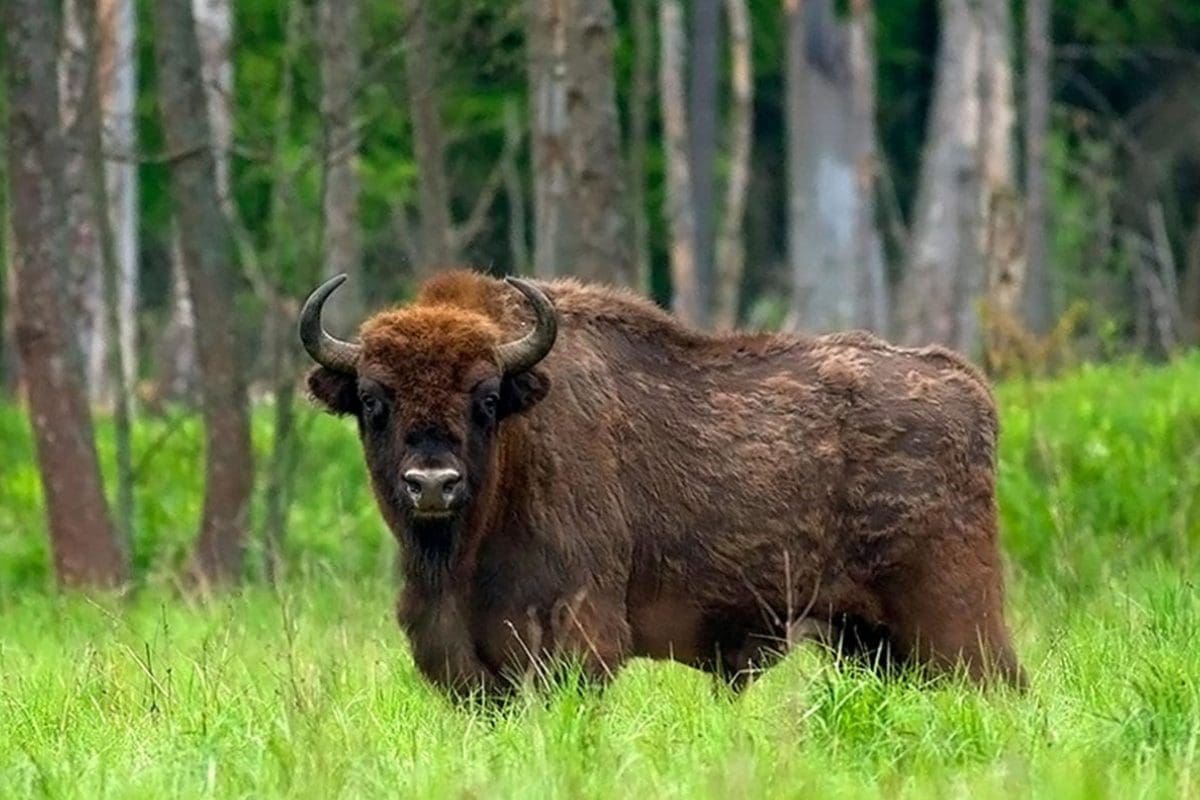Puszcza Białowieska Żubr