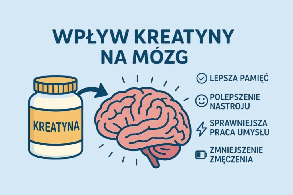 jak kreatyna działa na mózg